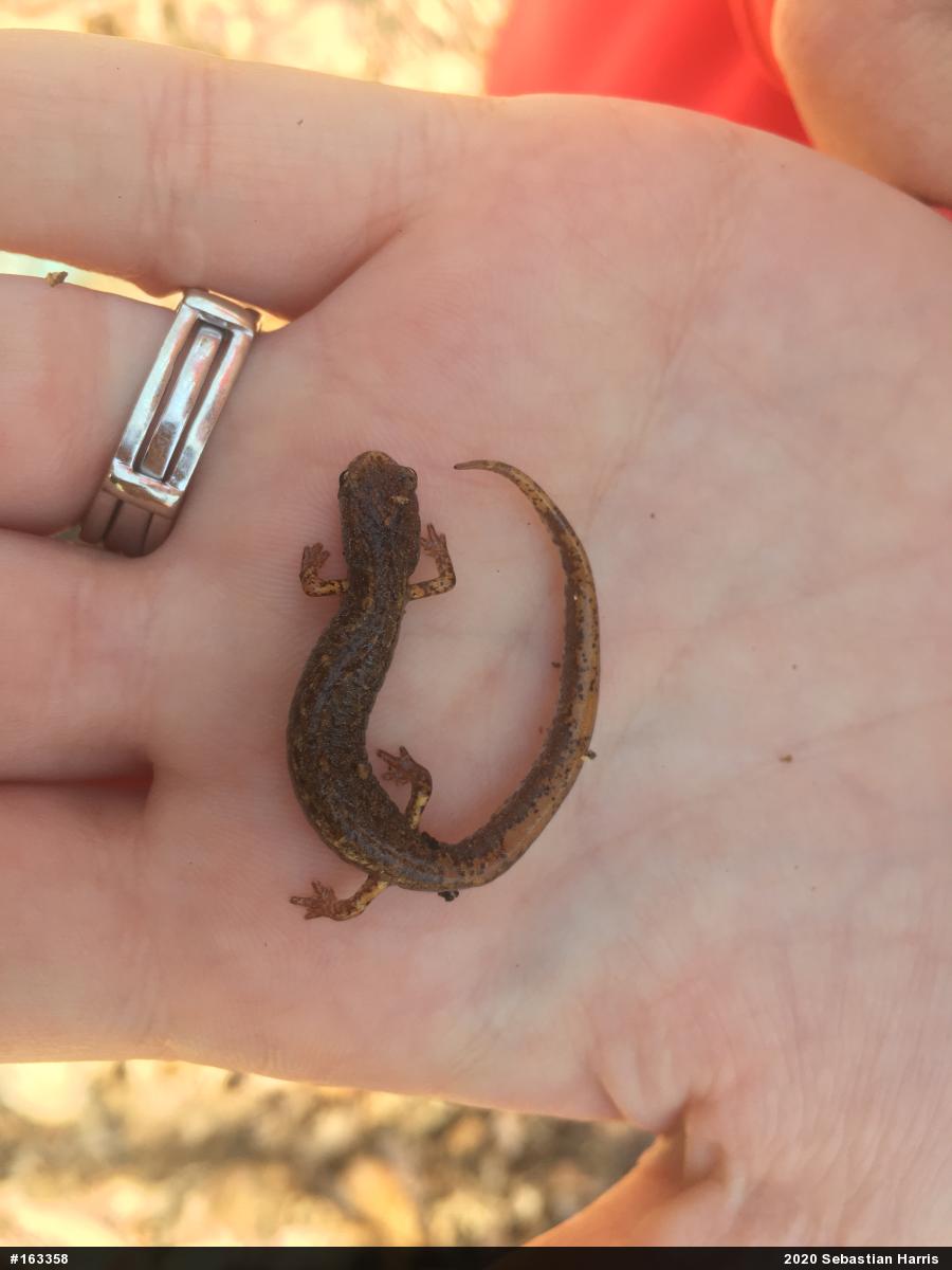 Four-toed Salamander