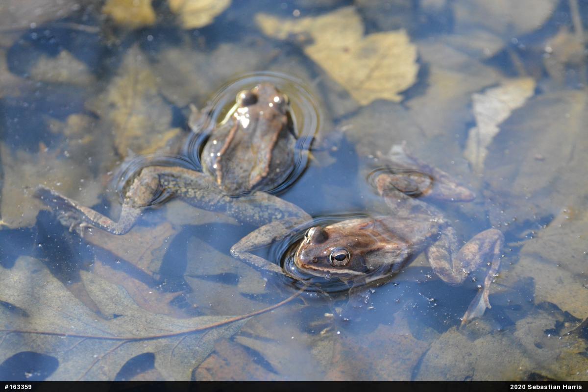 Wood Frog