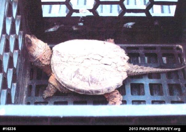 Snapping Turtle