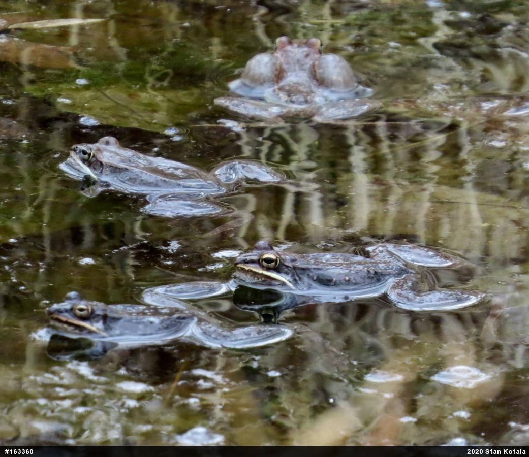 Wood Frog