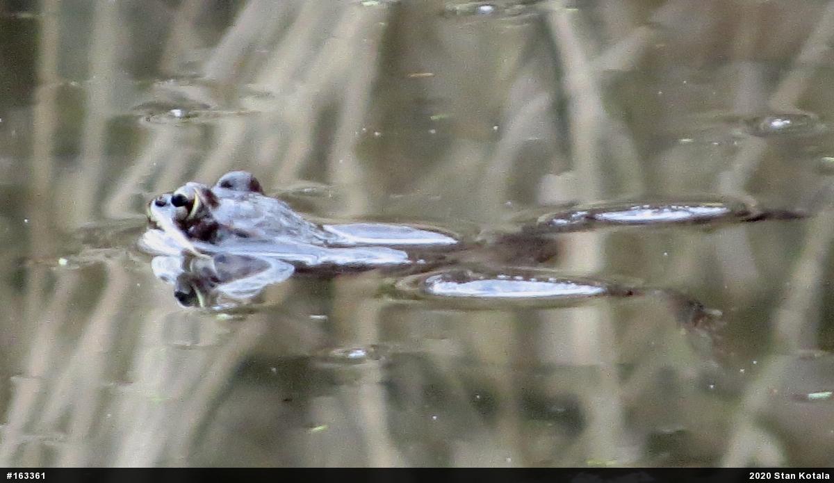 Wood Frog