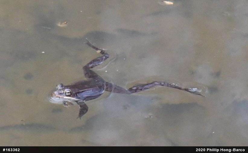 Wood Frog