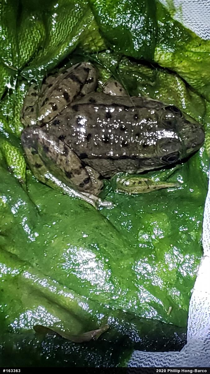 Green Frog