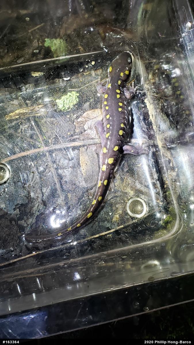 Spotted Salamander