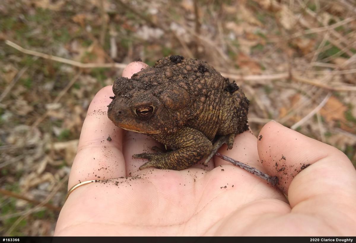 Eastern American Toad