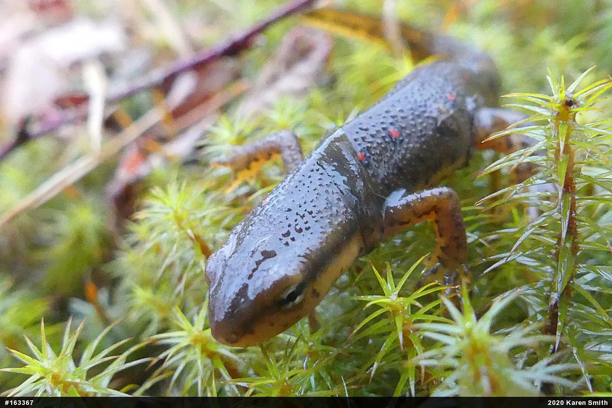 Red-spotted Newt