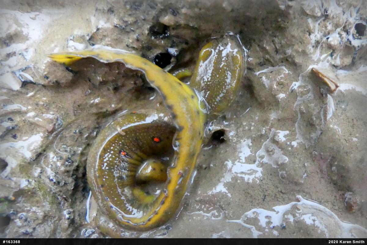 Red-spotted Newt