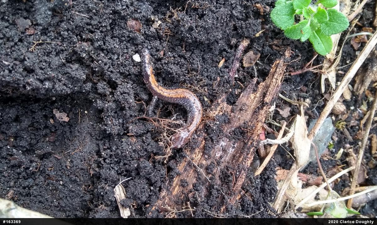 Eastern Red-backed  Salamander