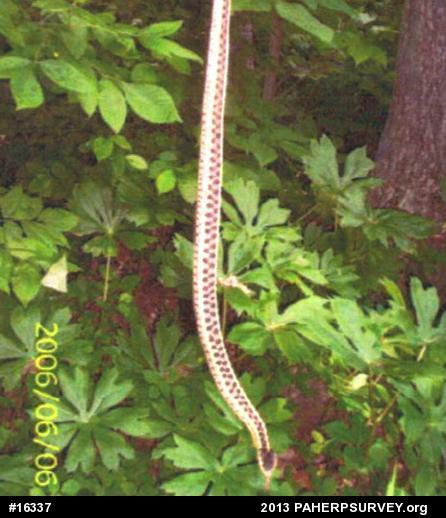 Eastern Gartersnake