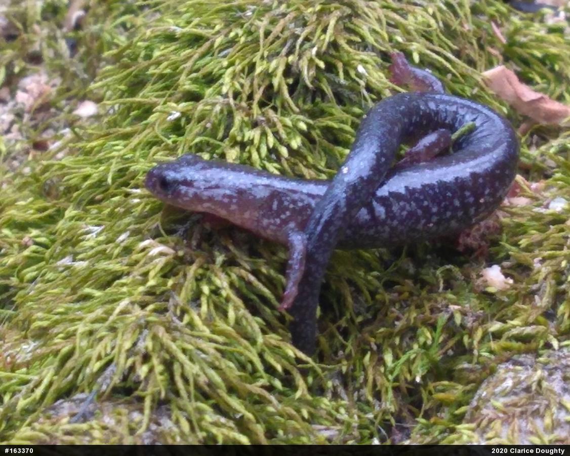 Eastern Red-backed  Salamander