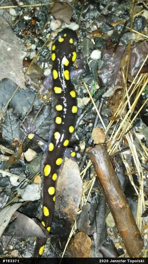 Spotted Salamander
