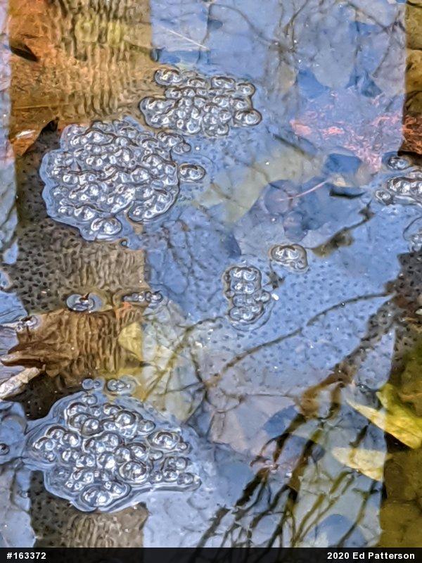 Wood Frog