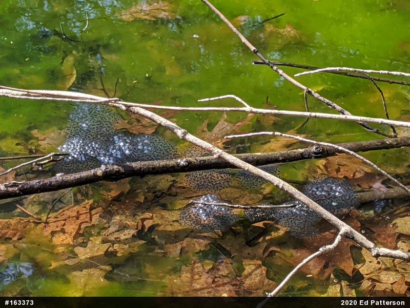 Wood Frog