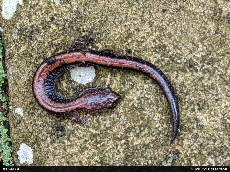 Eastern Red-backed  Salamander