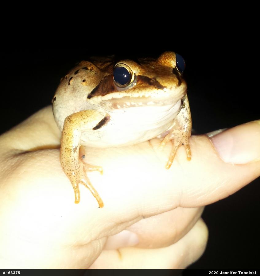 Wood Frog