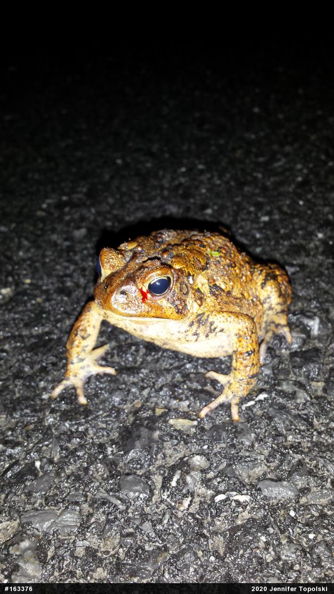 Eastern American Toad