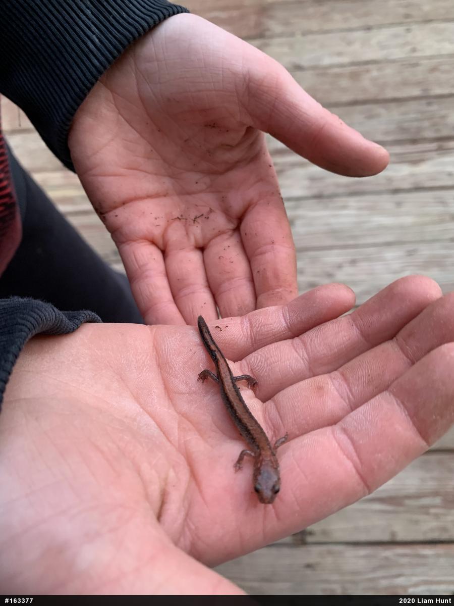 Eastern Red-backed  Salamander