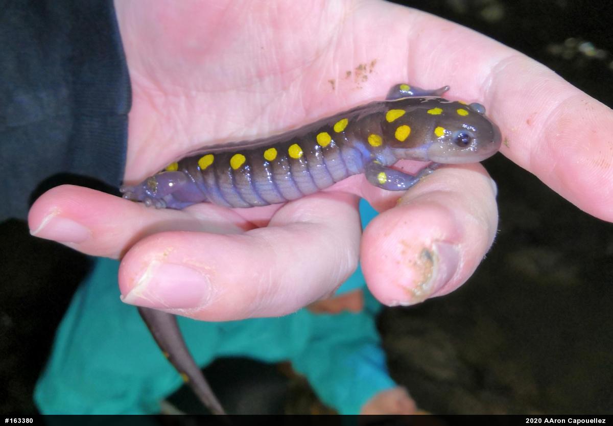 Spotted Salamander