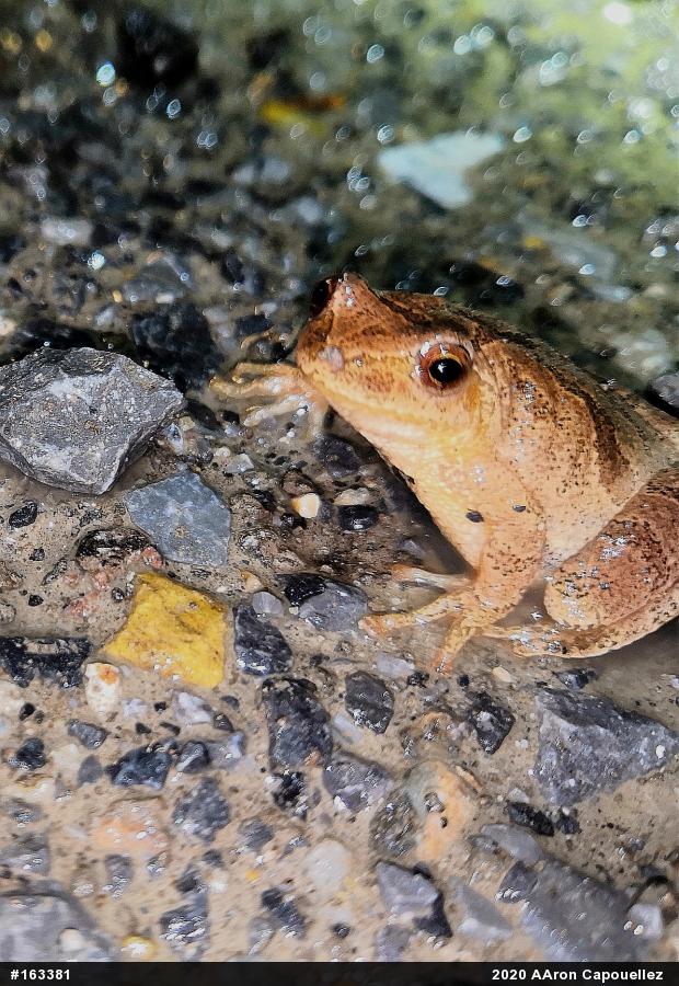 Spring Peeper