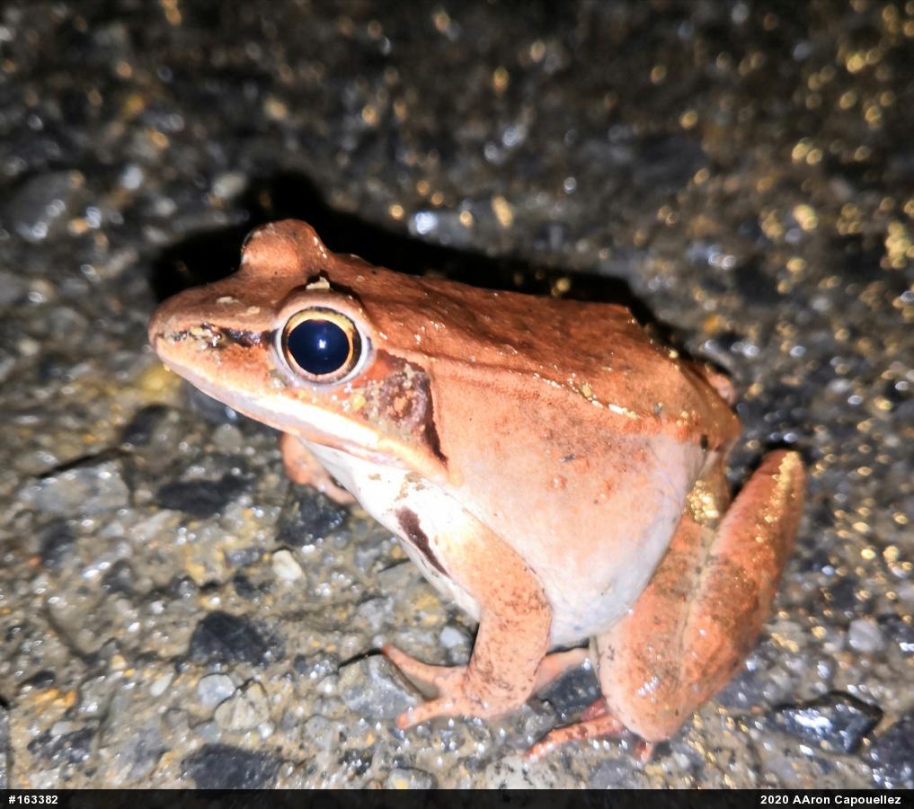 Wood Frog