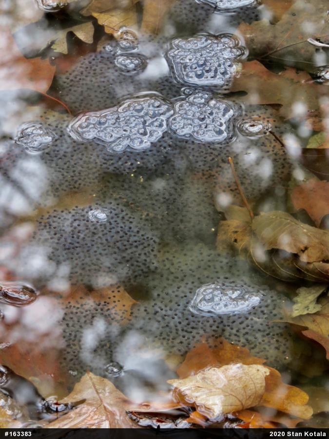 Wood Frog