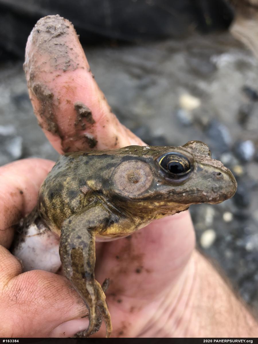 Green Frog