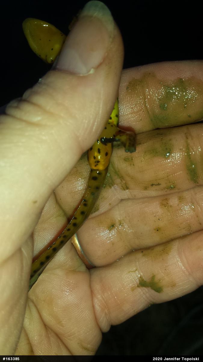 Red-spotted Newt