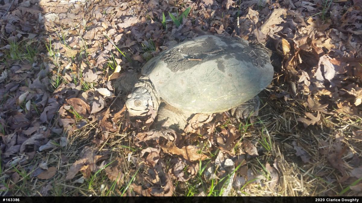 Snapping Turtle