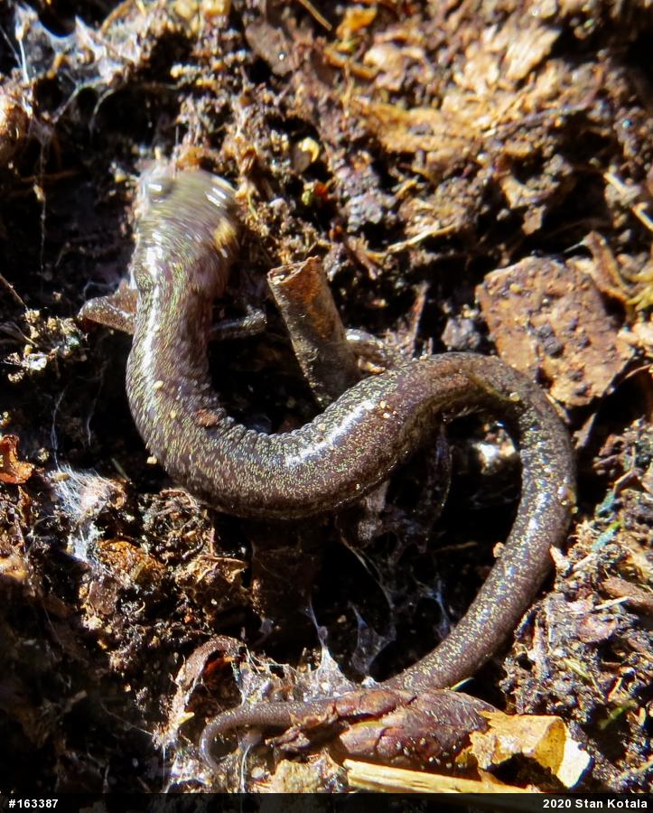 Woodland Salamanders