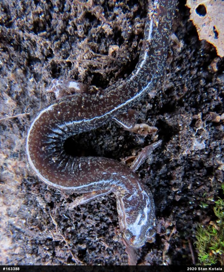 Woodland Salamanders