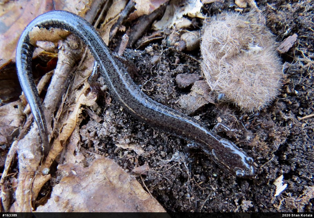 Woodland Salamanders
