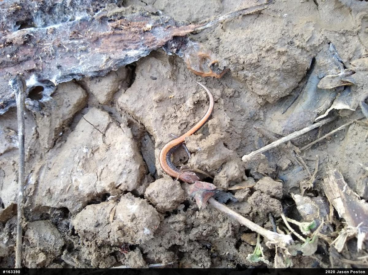 Eastern Red-backed  Salamander