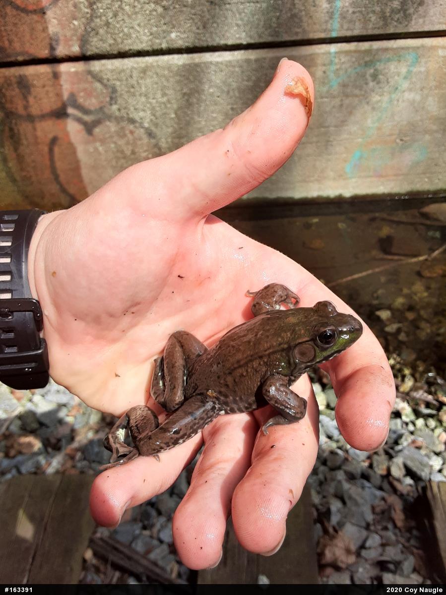 Green Frog