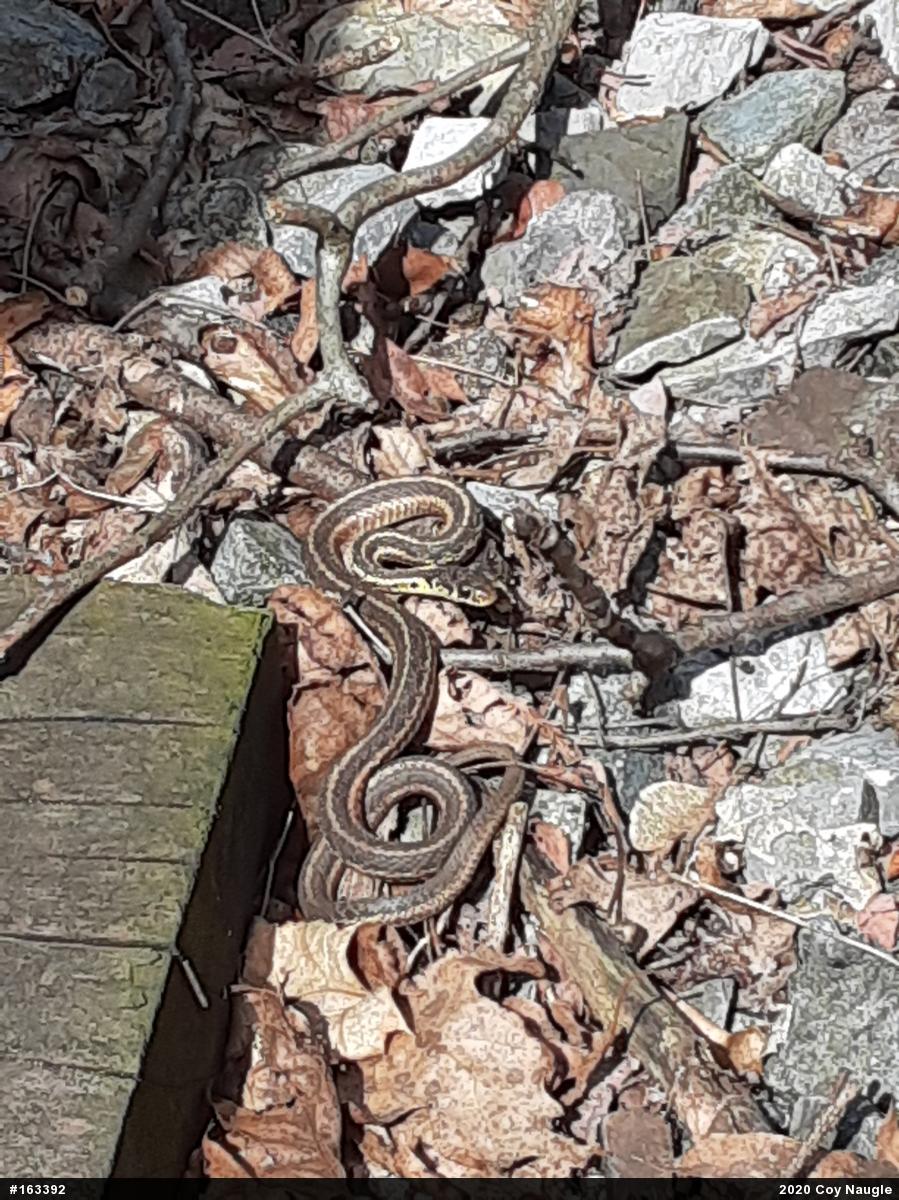 Eastern Gartersnake
