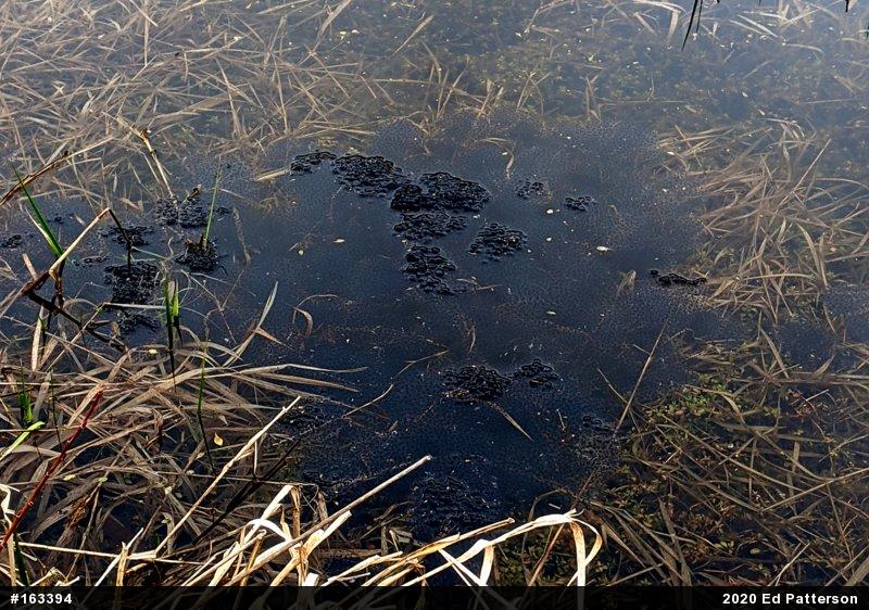 Wood Frog