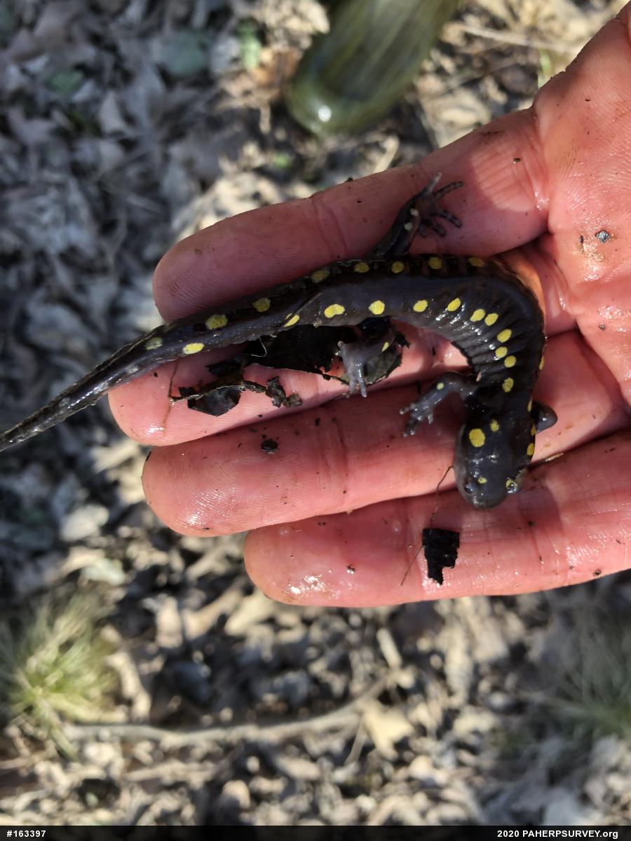 Spotted Salamander
