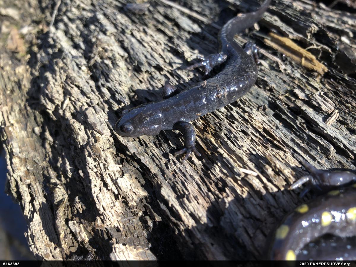 Mole Salamanders