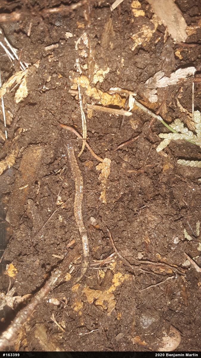 Eastern Red-backed  Salamander