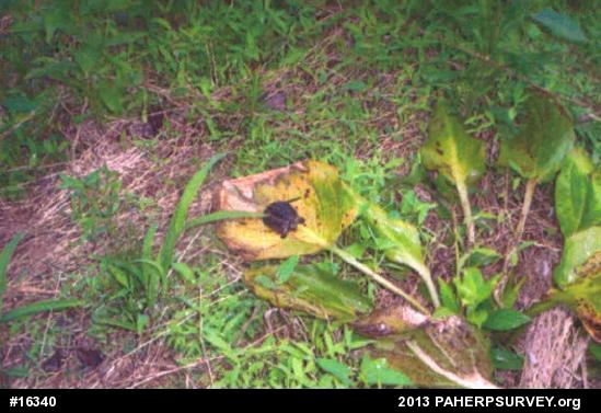 Snapping Turtle