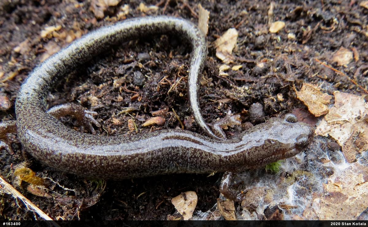Woodland Salamanders