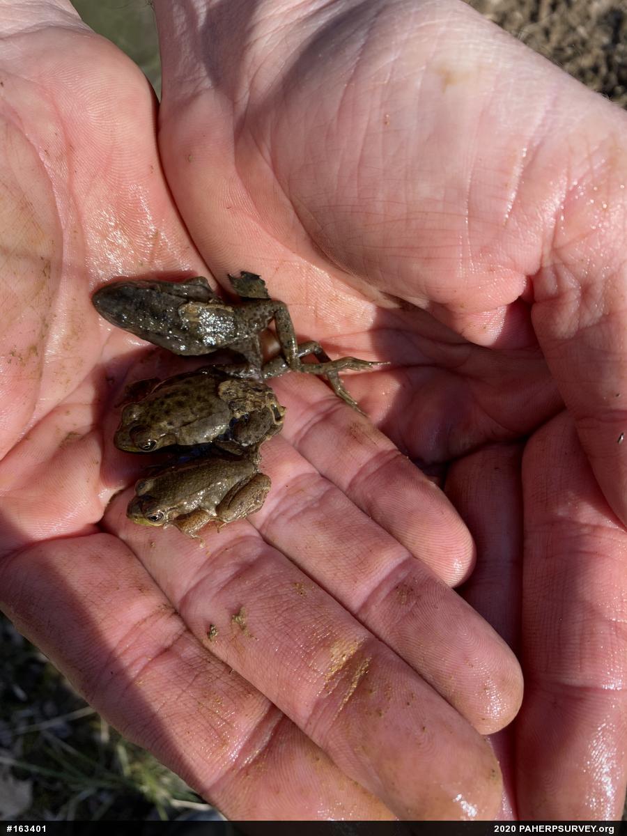 Green Frog