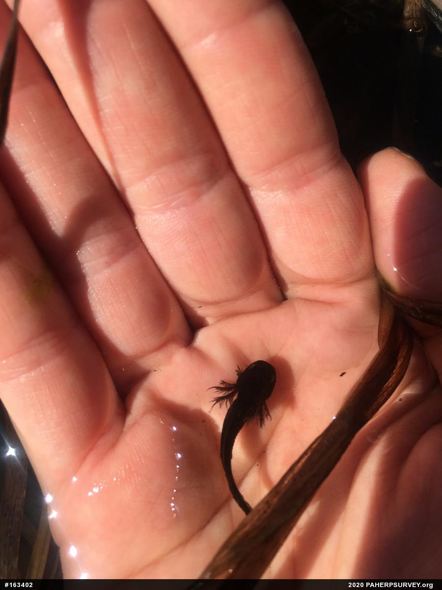 Marbled Salamander