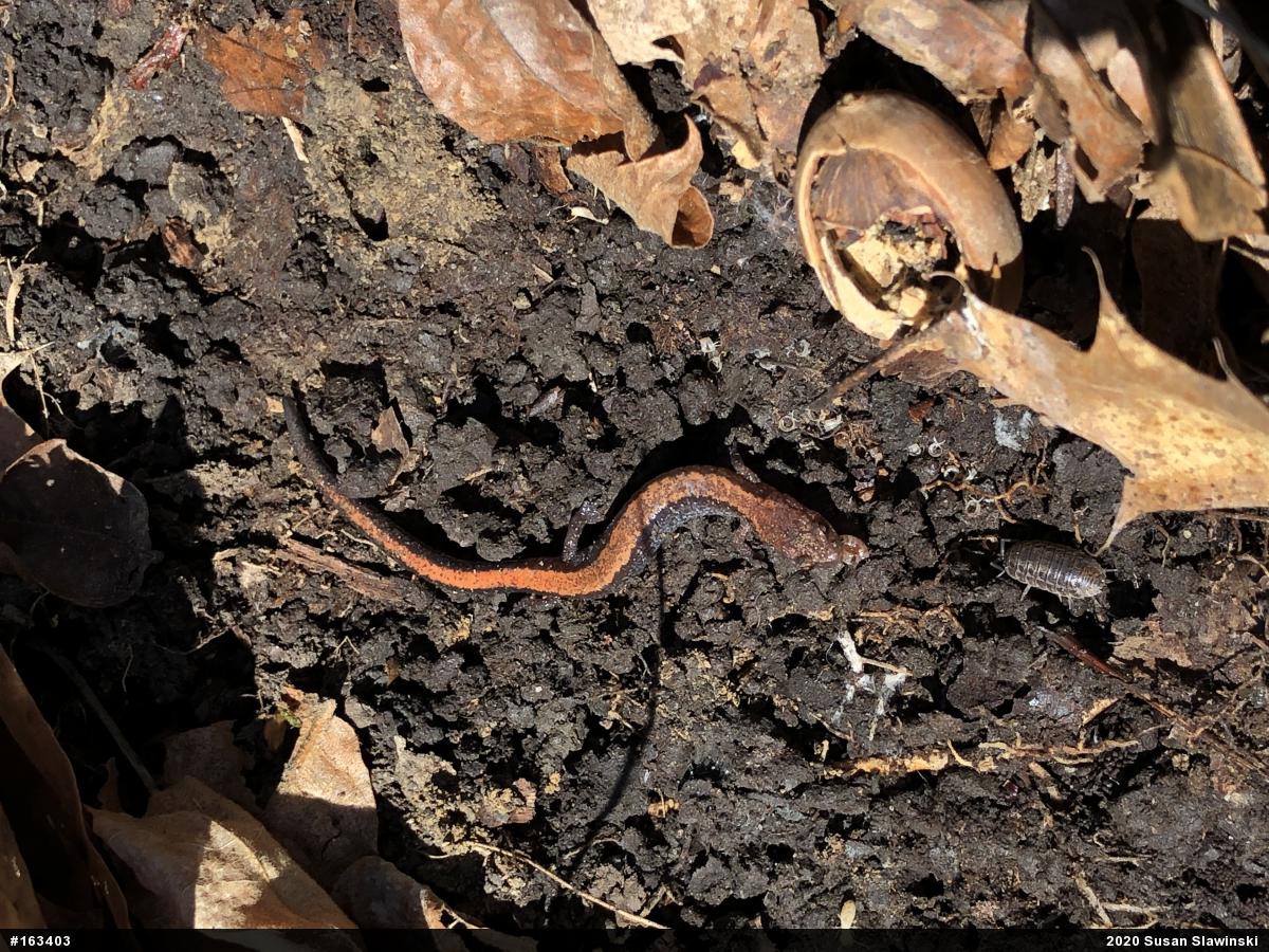 Eastern Red-backed  Salamander