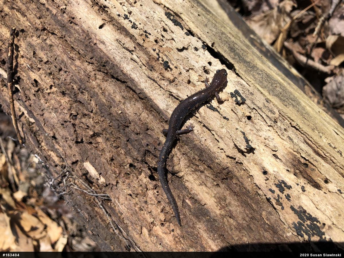 Eastern Red-backed  Salamander