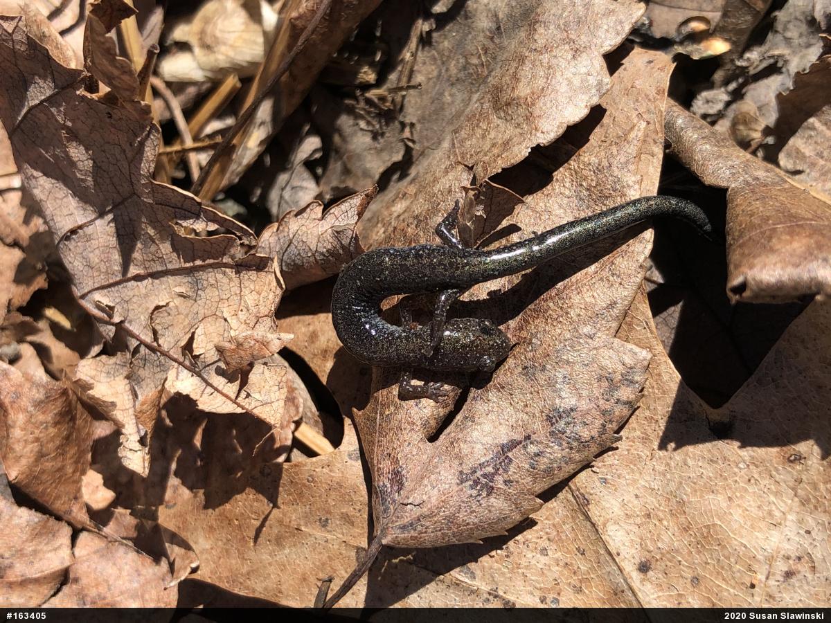 Eastern Red-backed  Salamander