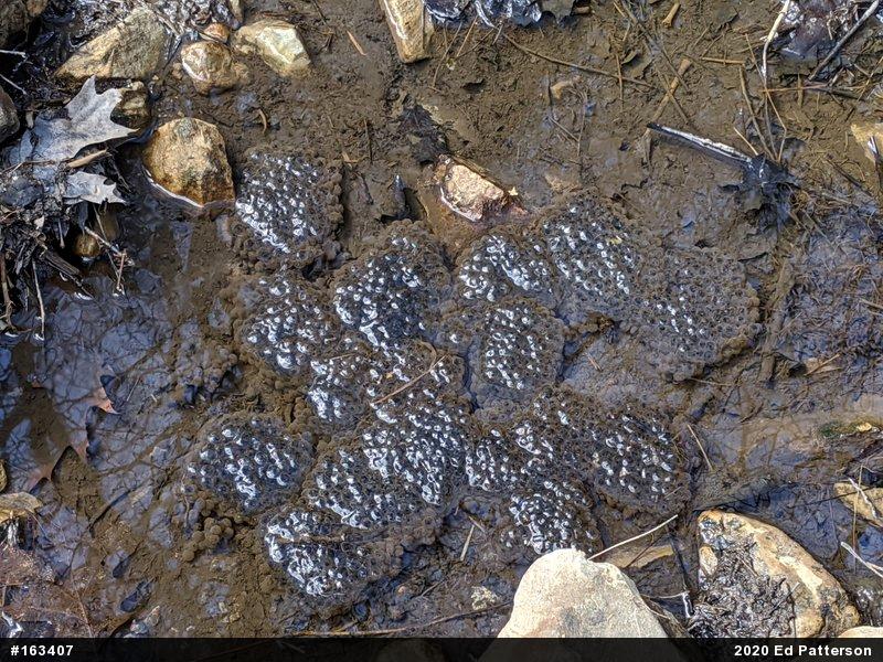 Wood Frog