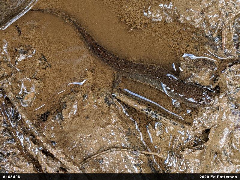 Northern Dusky Salamander
