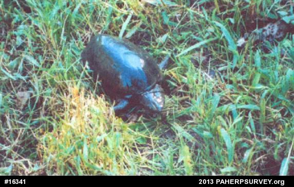 Eastern Musk Turtle