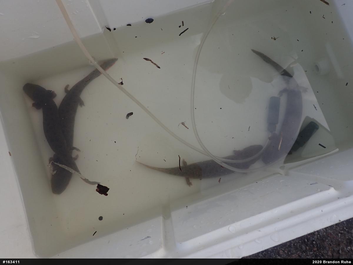 Common Mudpuppy