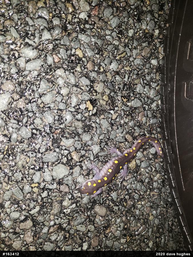Spotted Salamander